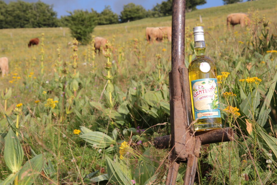 Arrachage gentiane