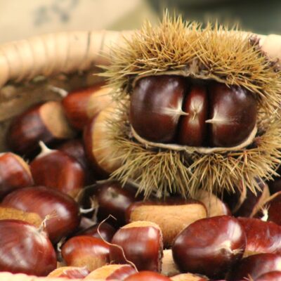 Panier de châtaignes