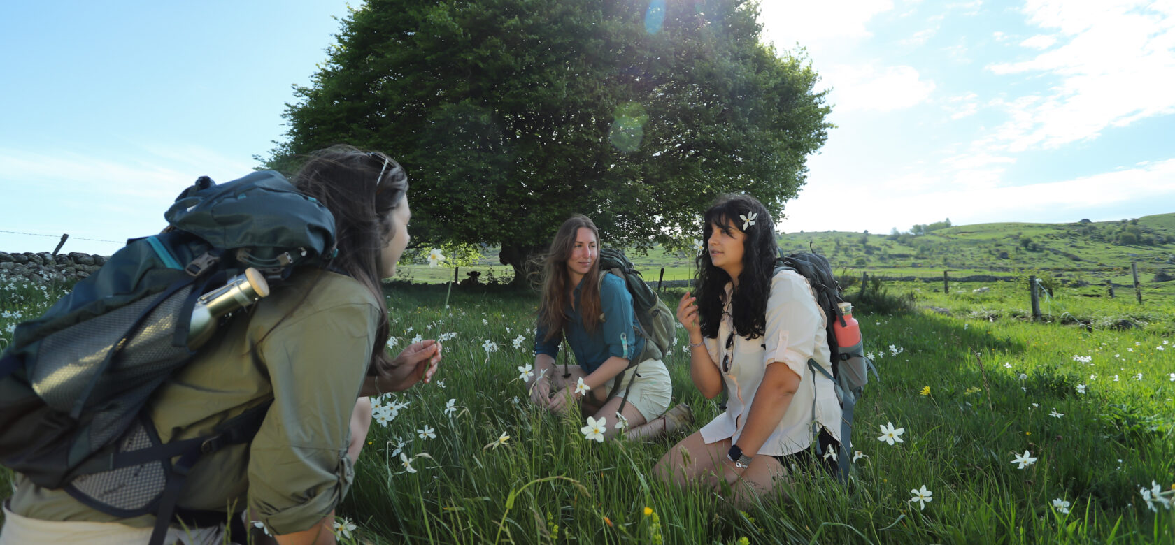 Tourisme dans le Cantal : Randonnée dans l'Aubrac cantalien avec des narcisses
