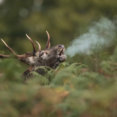 Brame du cerf